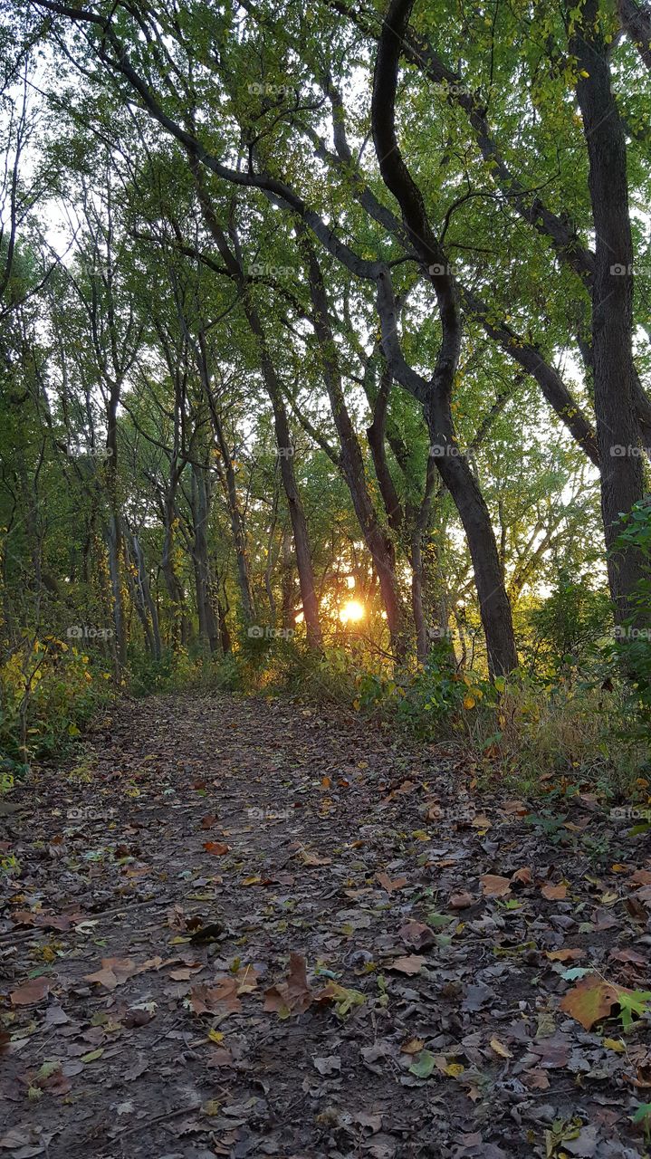 Path through woods at early sunset on a warm fall evening on the Wabash Heritage Trail