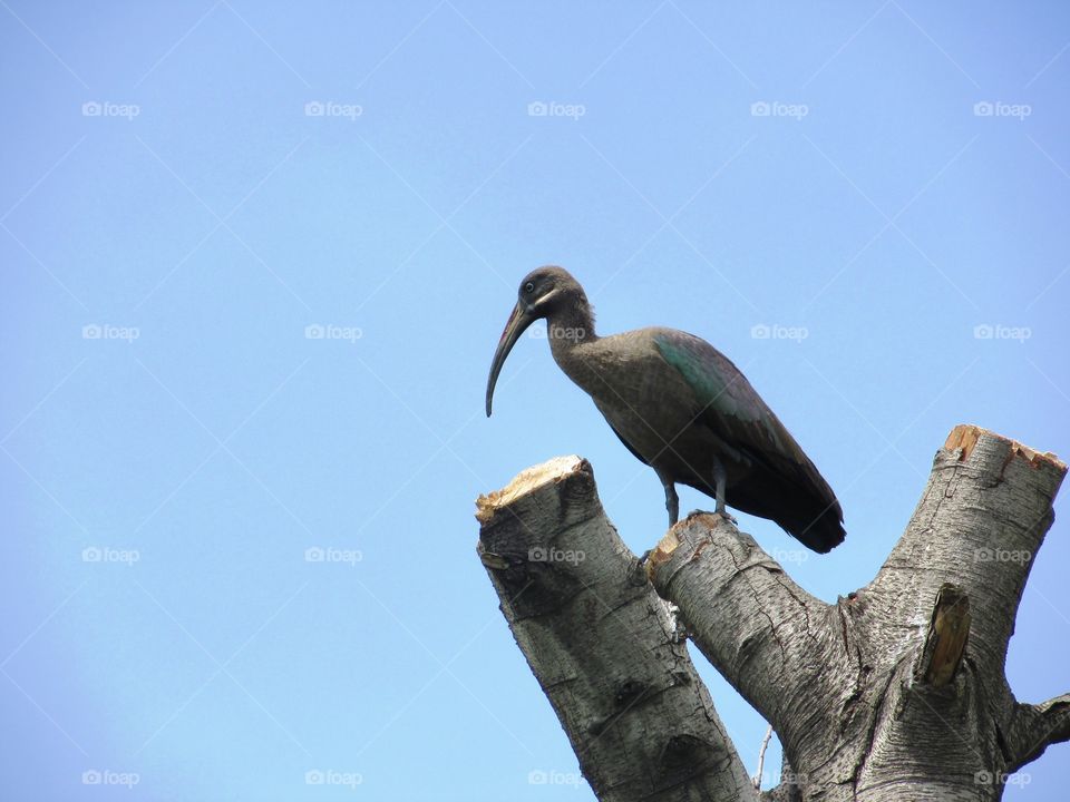ibis hadeda standing on an old tree