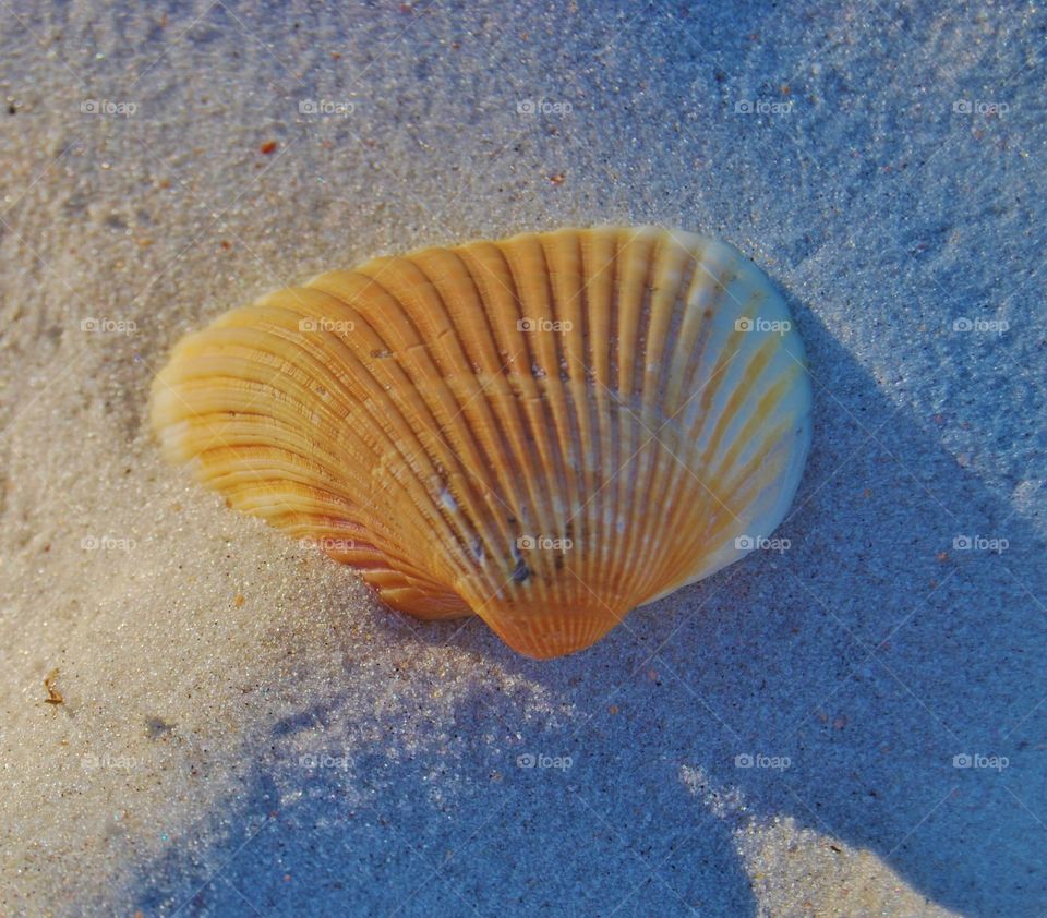 Sea Shell