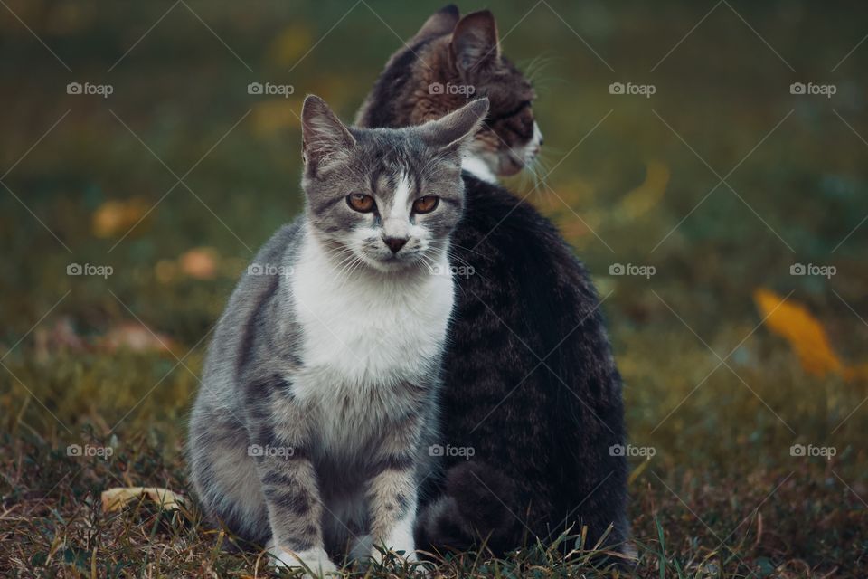 Two cats looking away from camera