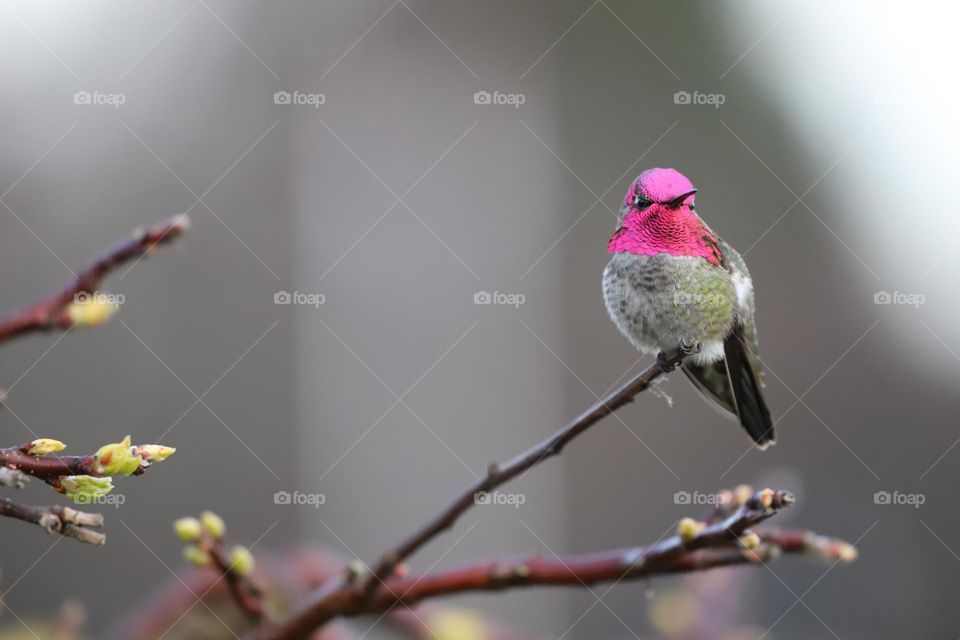 Anna’s hummingbird very common on the island 