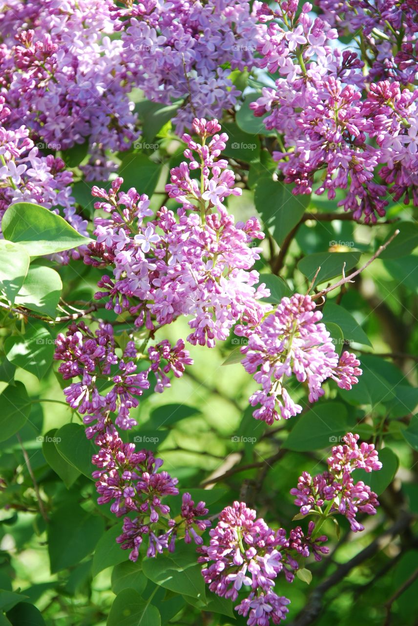 Close-up of lilacs