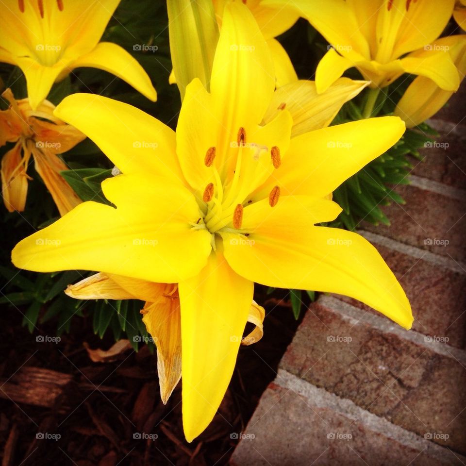 Yellow Lilly 