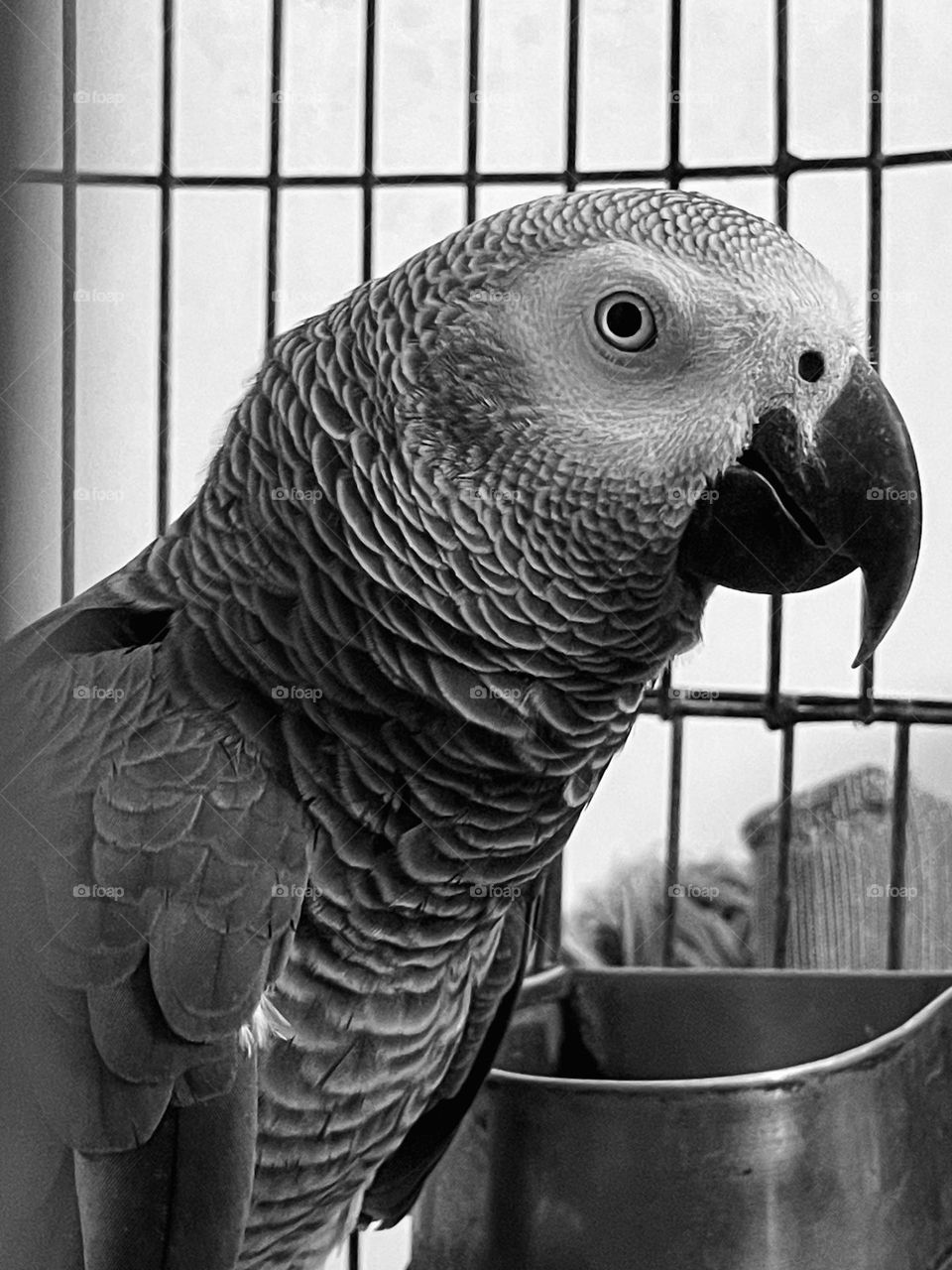 He just wants to get close and have you whisper sweet nothings in his ear. He wants you to share secrets and snuggle and get a good look at your face…!