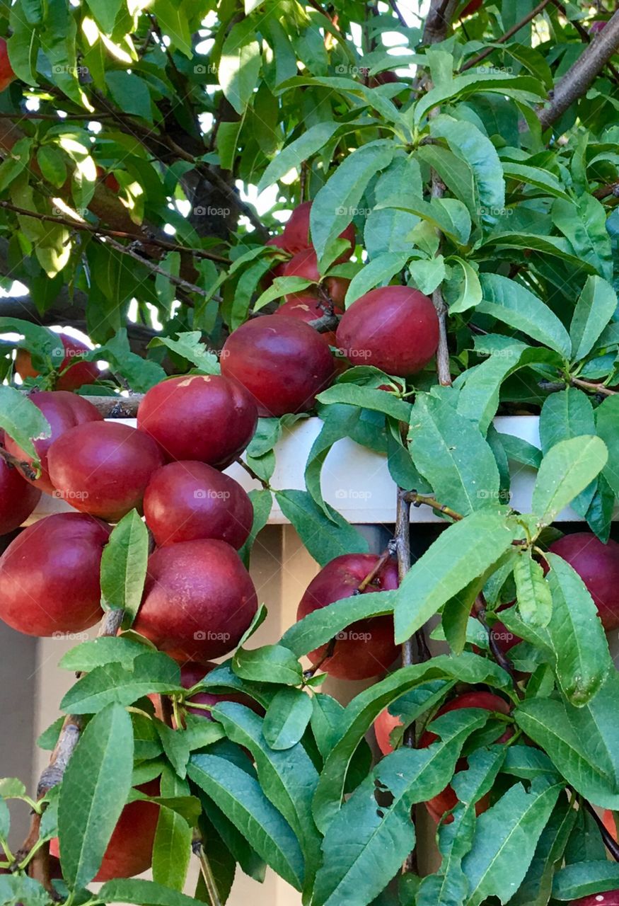 Branch of nectarine tree loaded with ripe fruit 