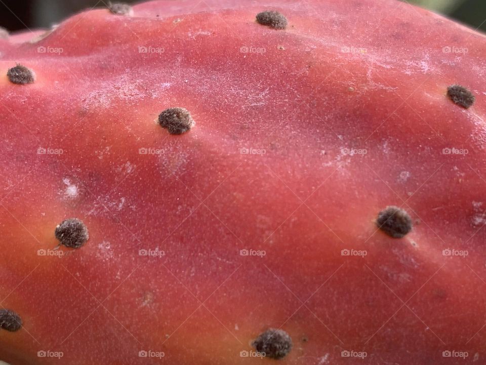 Prickly pear cactus fruit closeup 