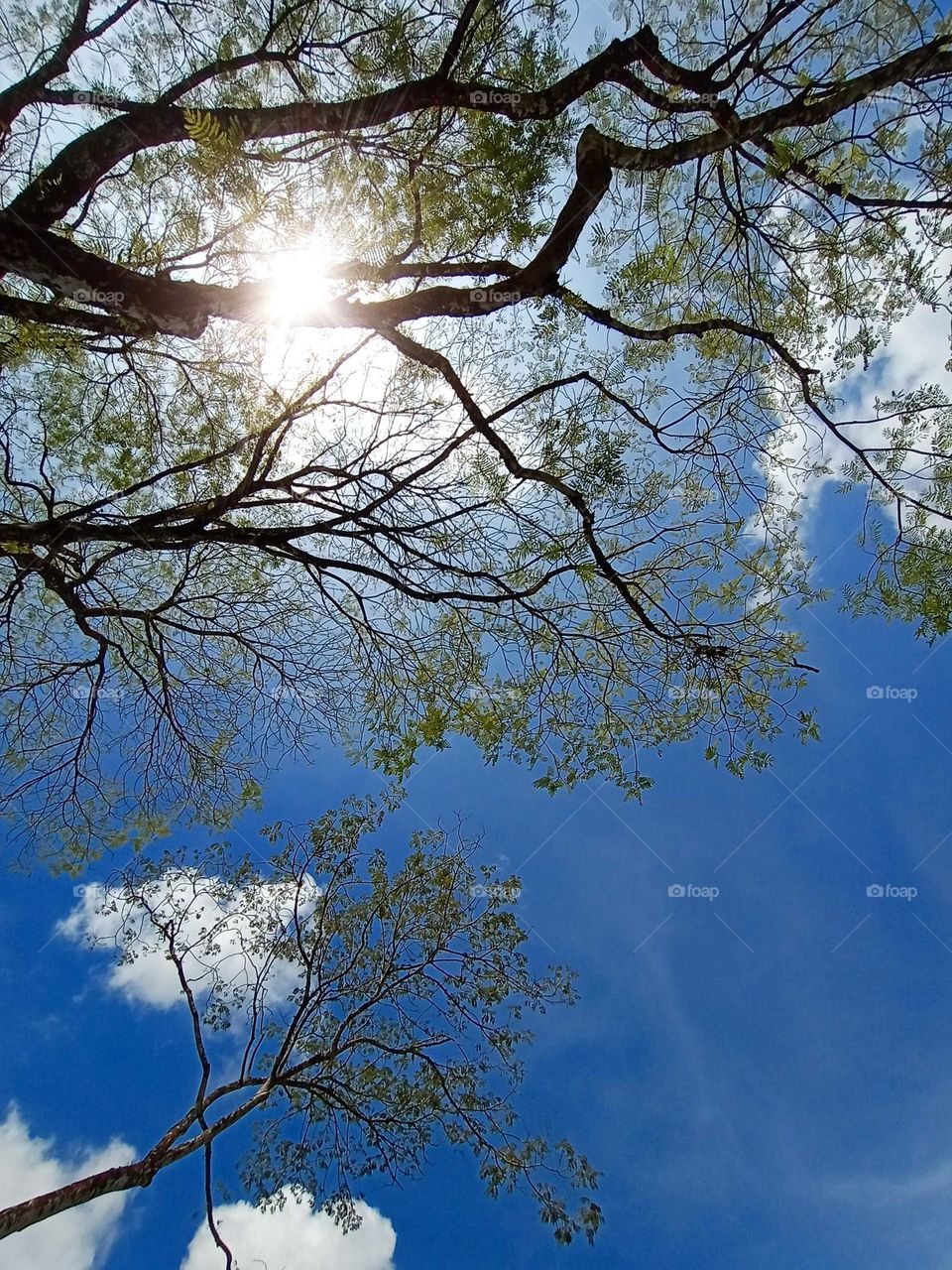 Tree under the blue sky