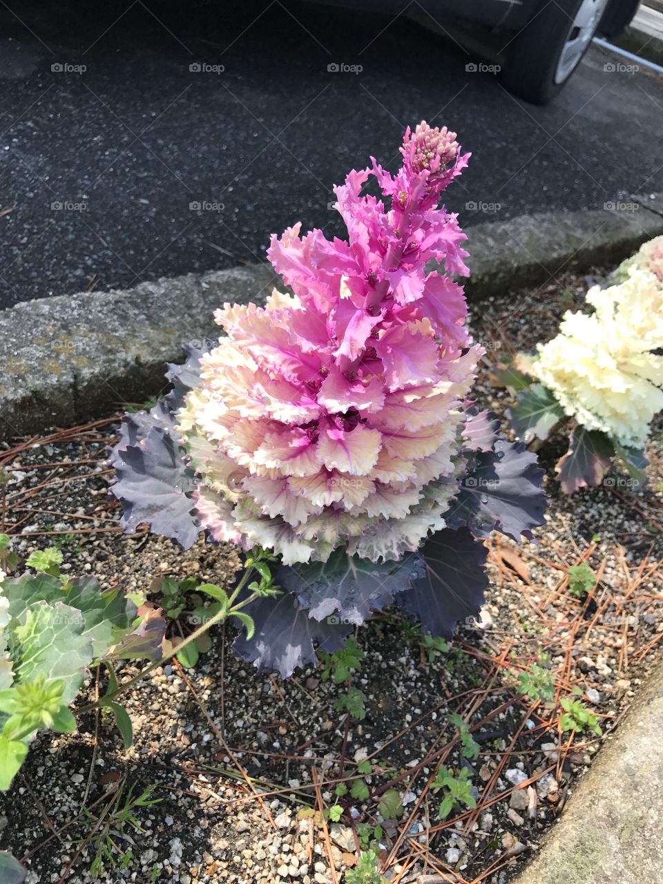 Plants by the roadside