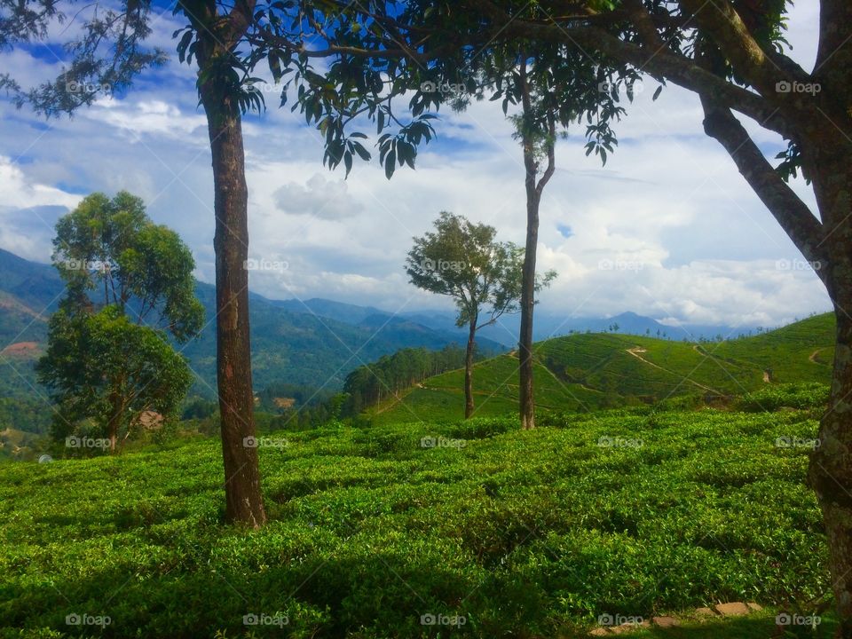 A beautiful tea plantation in Sri Lanka