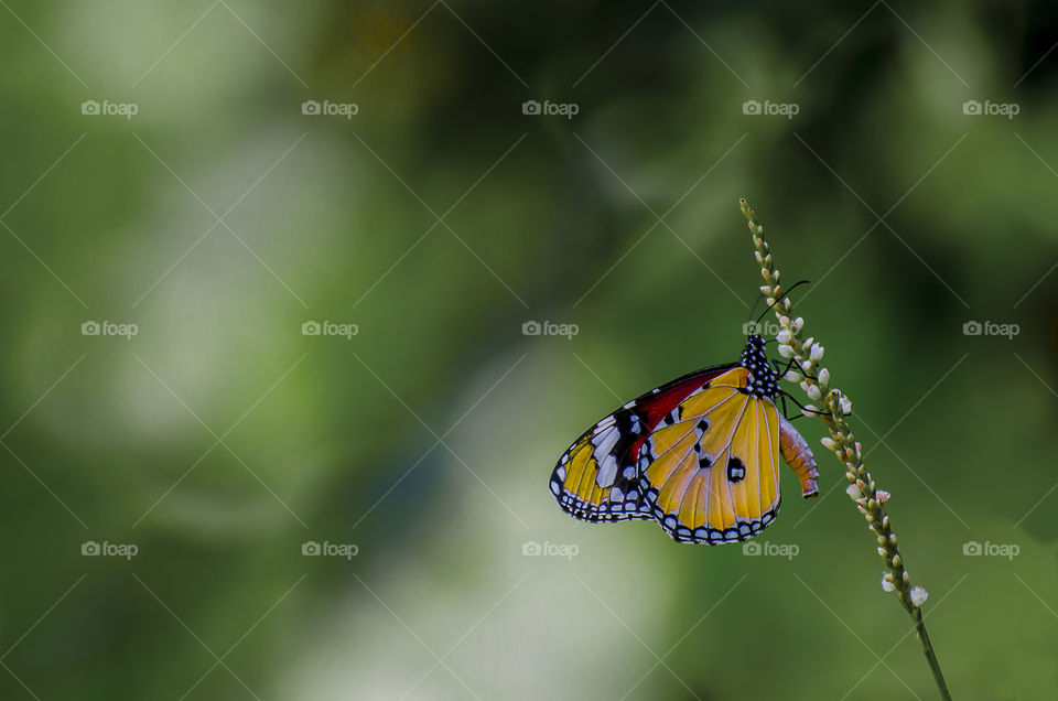 Butterfly on flower plant