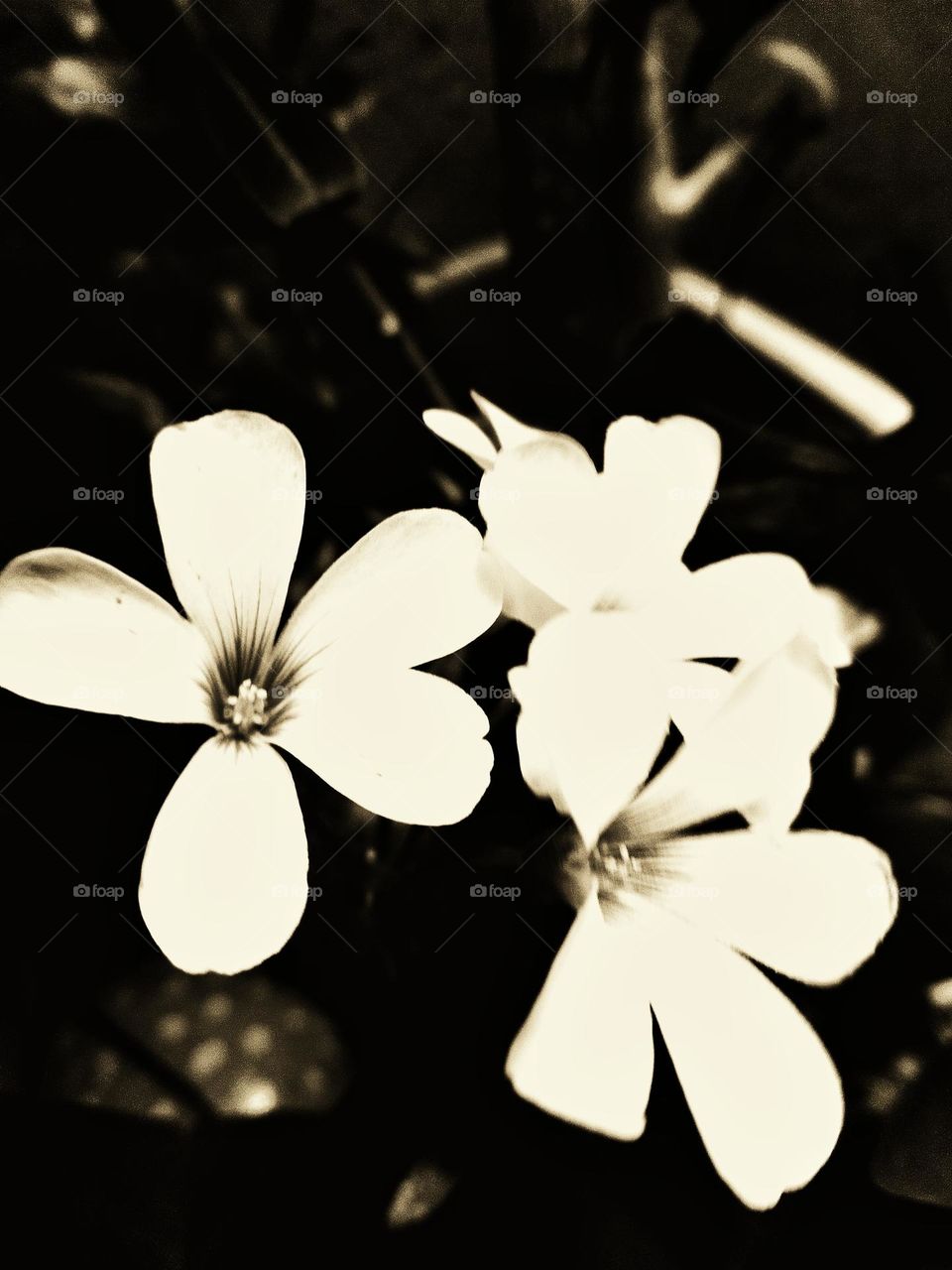 Flowers with black and white edition