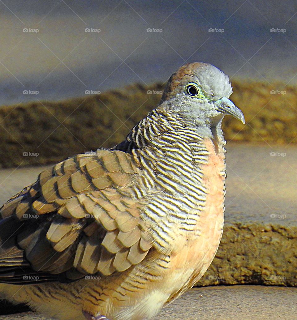 Zebra Dove
