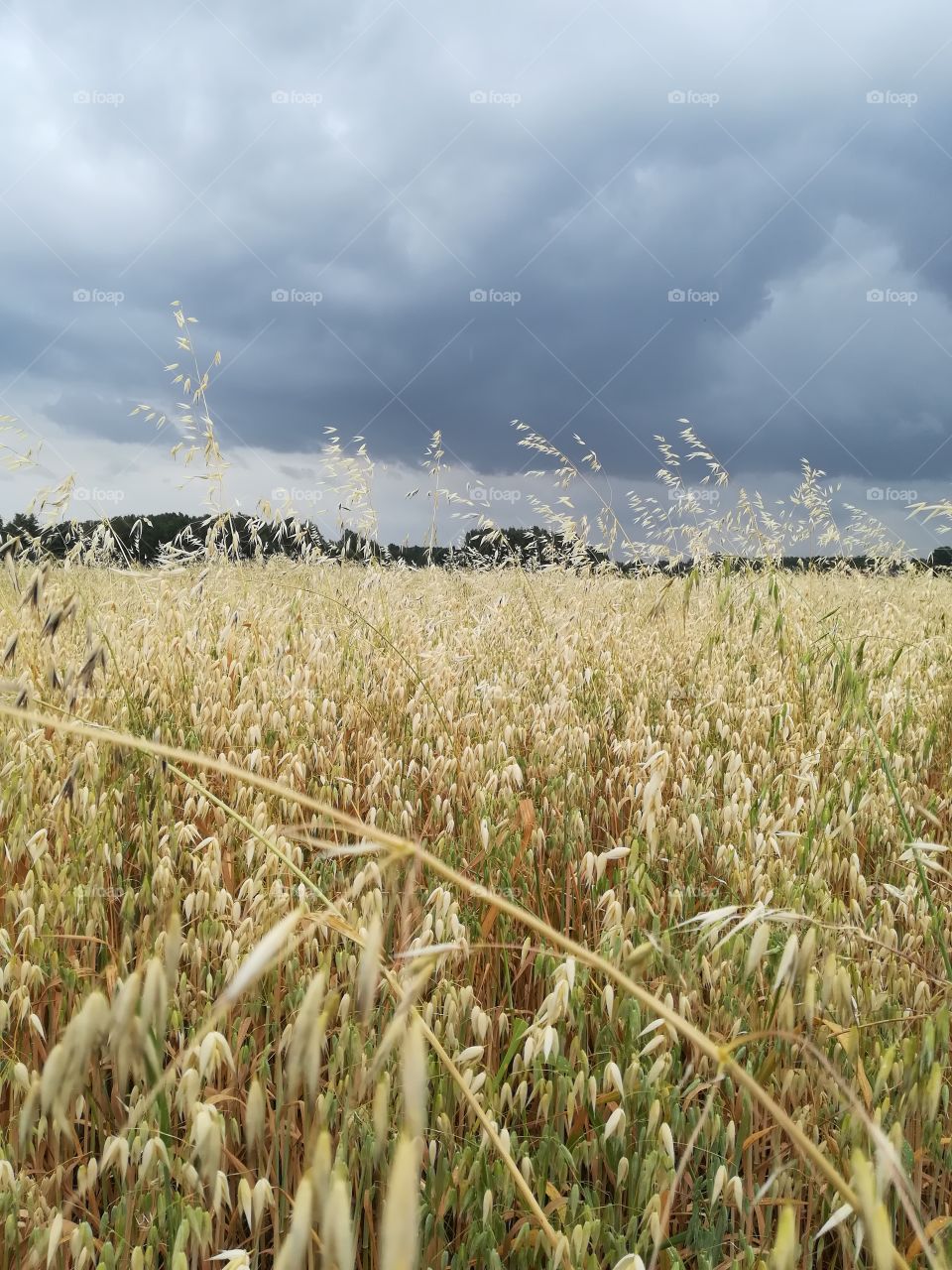 Rural Mazovian Province