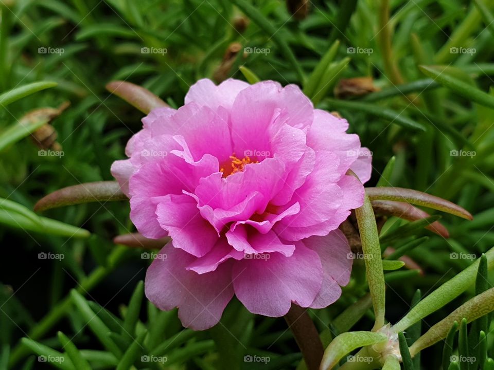 the Portulaca Grandiflora