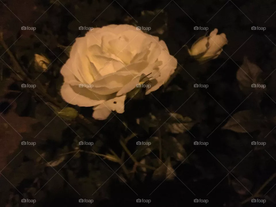 Königin der Rosen