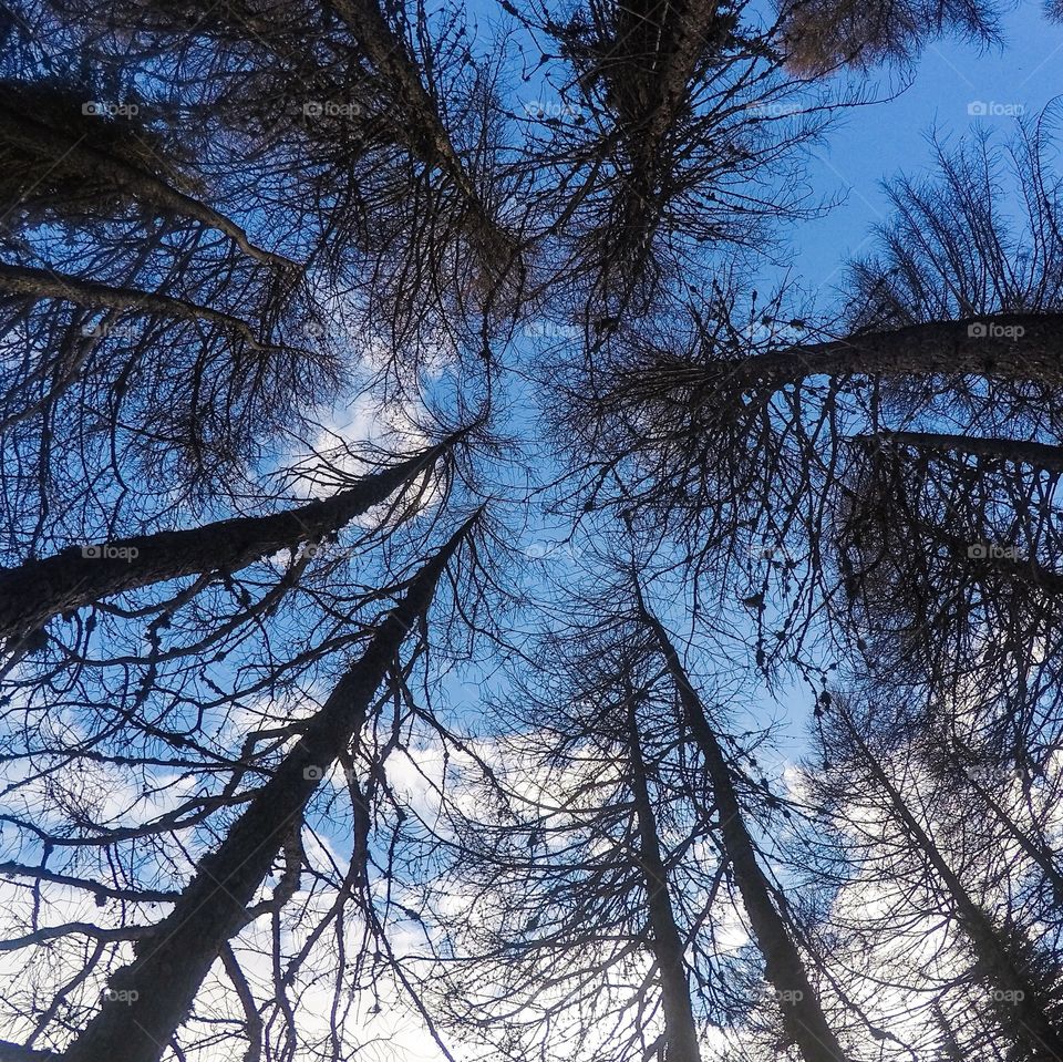 View of a bare tree against cloudy sky