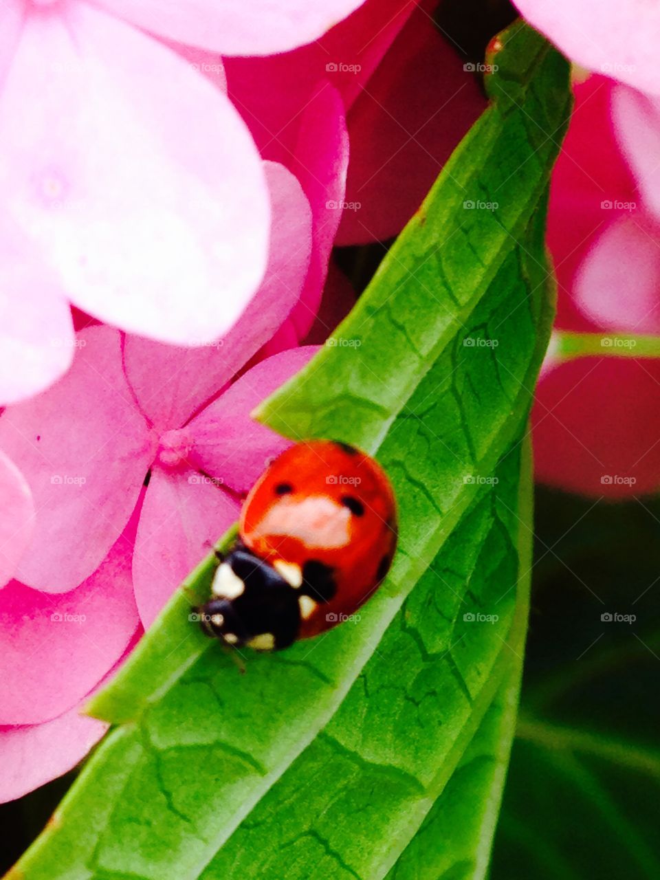 Lady of the garden. Ladybug on hydrangea leaf