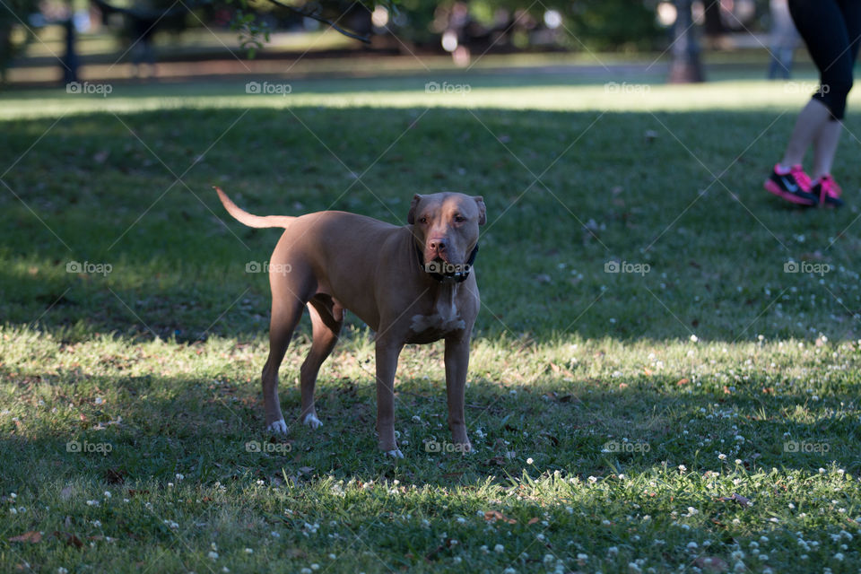 Dog, Mammal, Grass, Canine, Pet