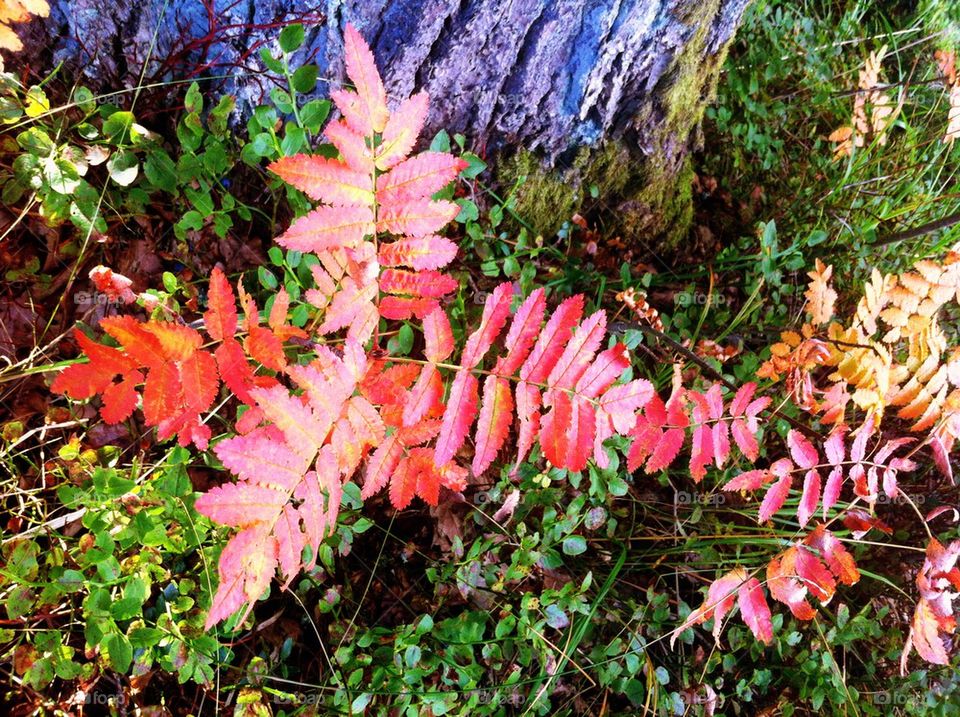 Twig of rowan tree with red leaves in fall.