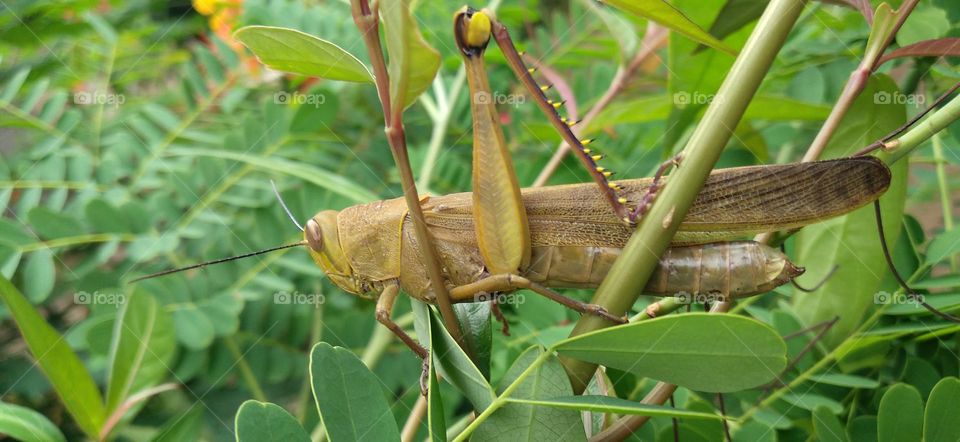 Rice grasshoppers perch on flower branches