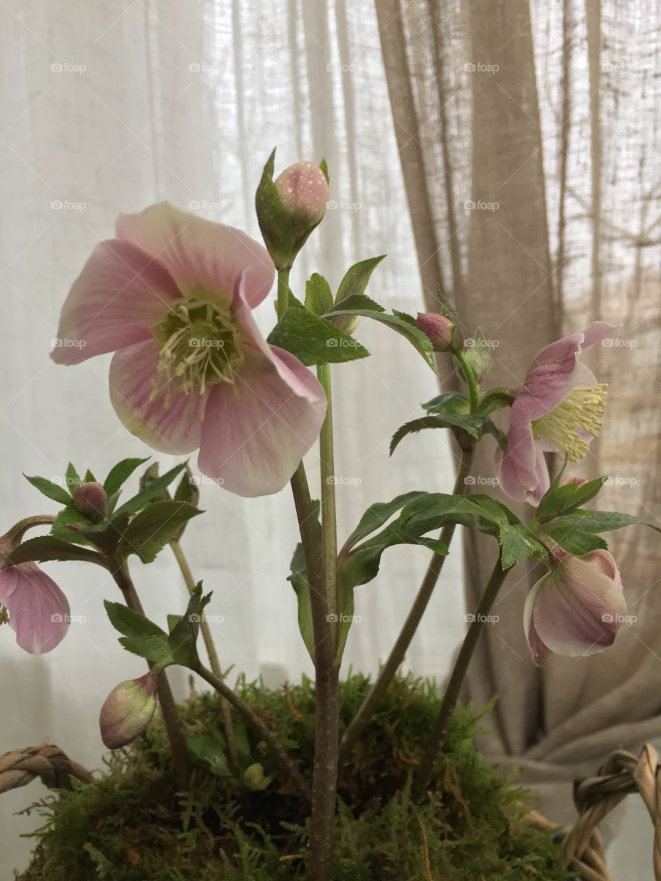 Helleborus Christmas rose 