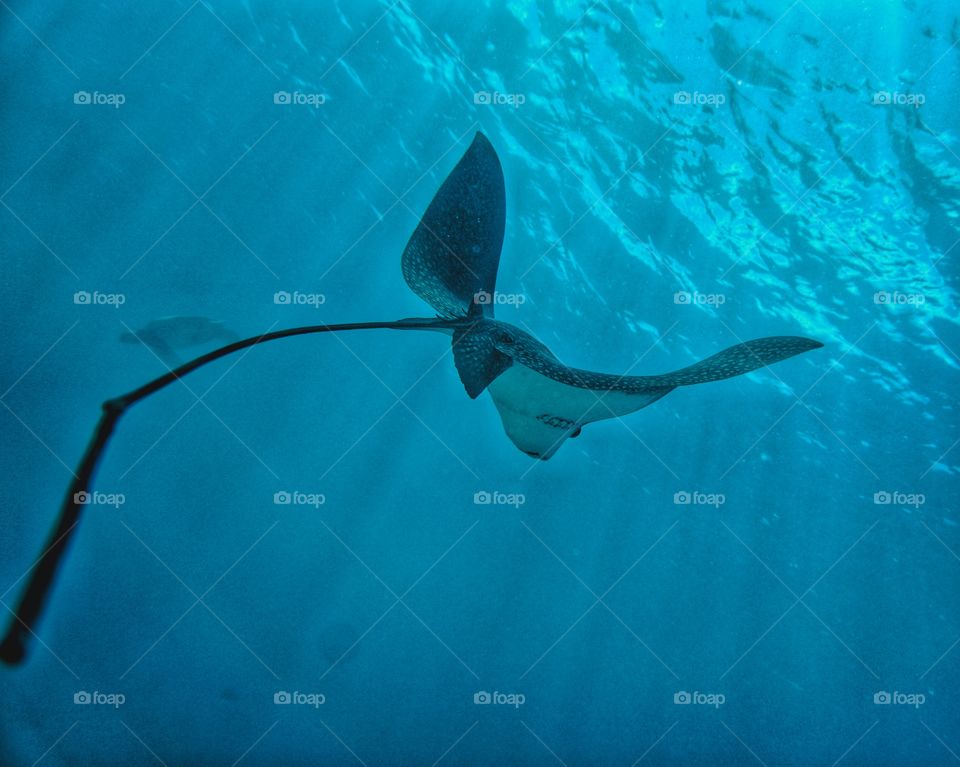 spotted eagle ray
