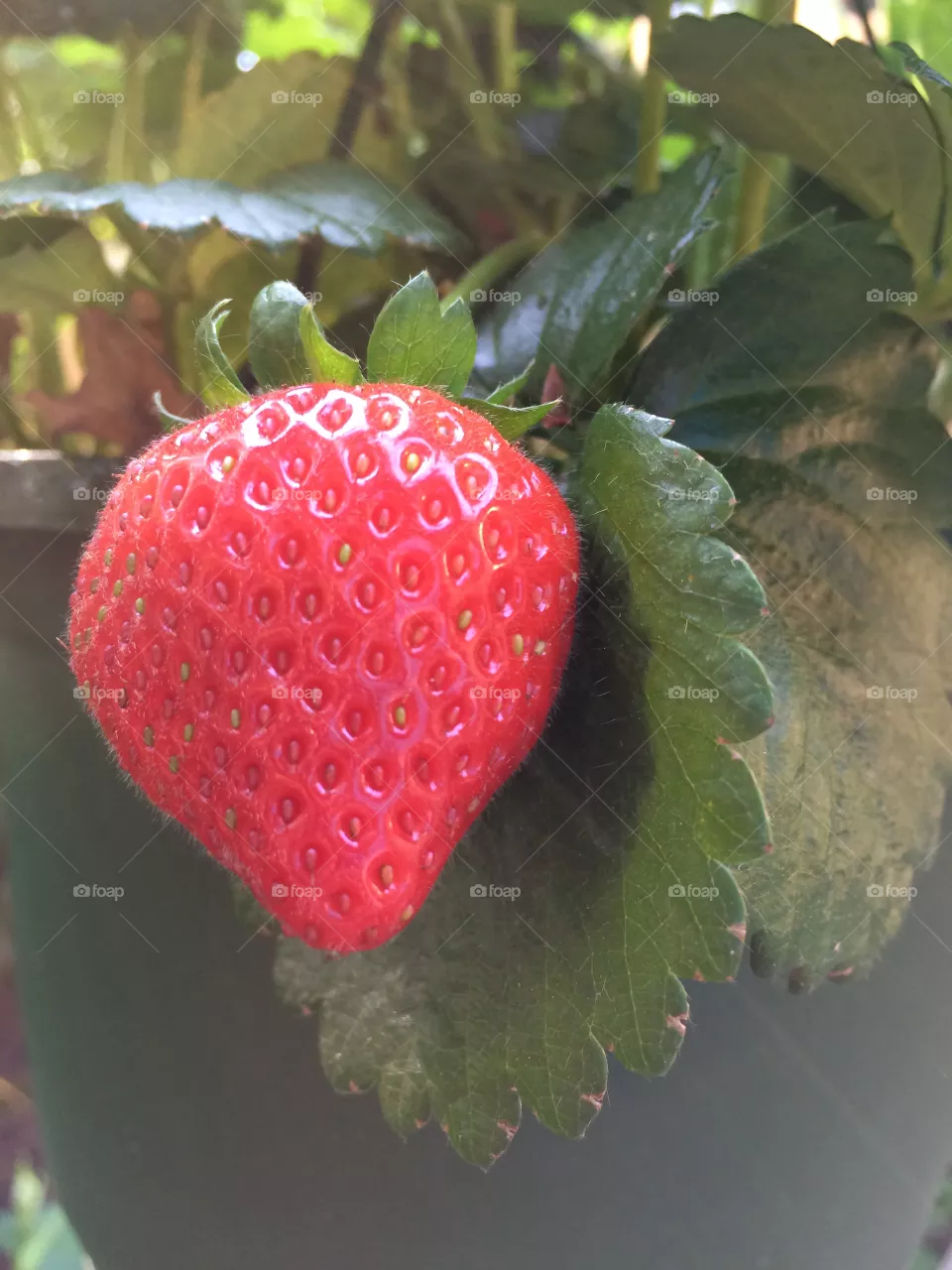 Strawberry