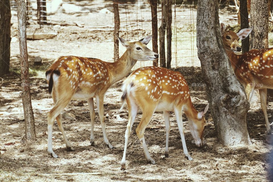 Deer, Mammal, Wildlife, Animal, Nature