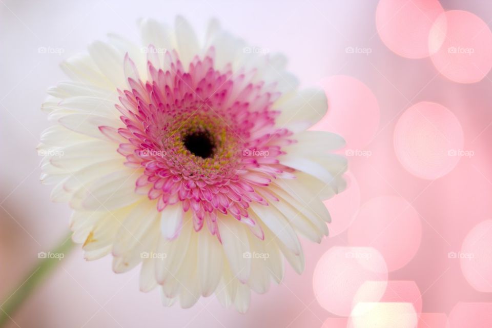 The flower on pink background 