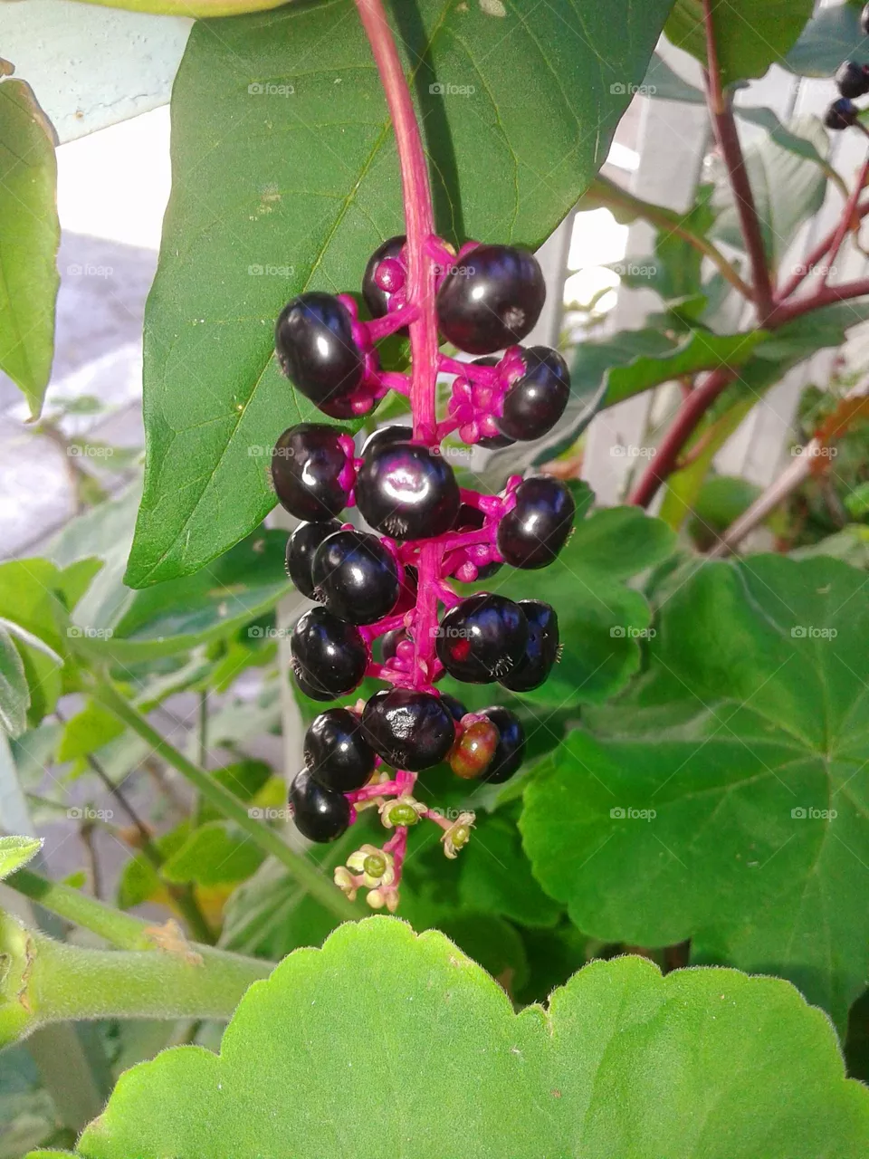 Pokeberry - Phytolacca americana on the Italian island of Ischia