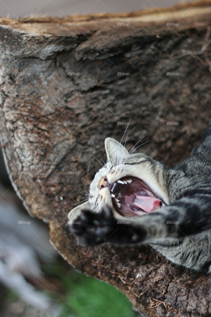 Cat, Nature, Animal, Cute, Mammal