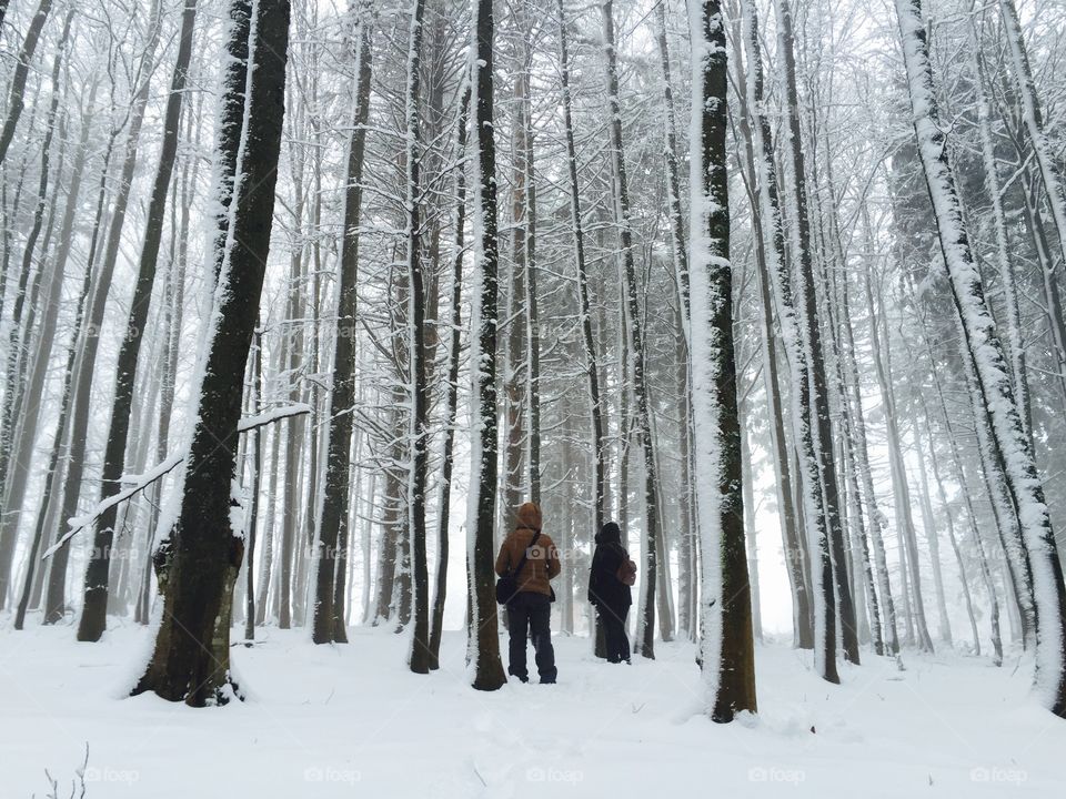 Hikers in the magical forest during winter