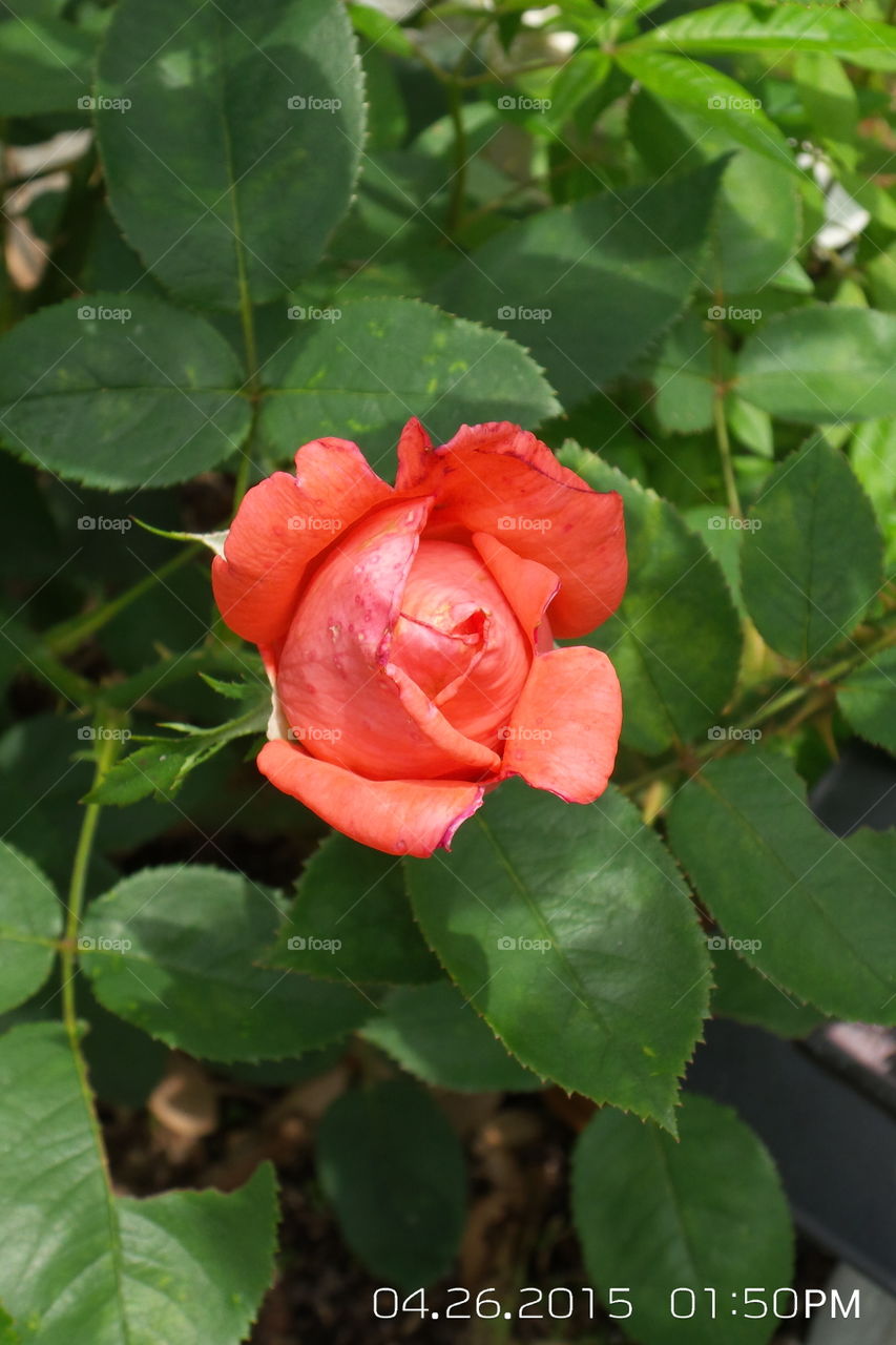 Tropical rose bud. My backyard 