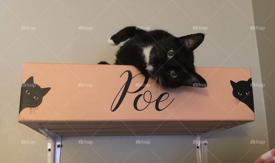 Poe laying in his new wall bed