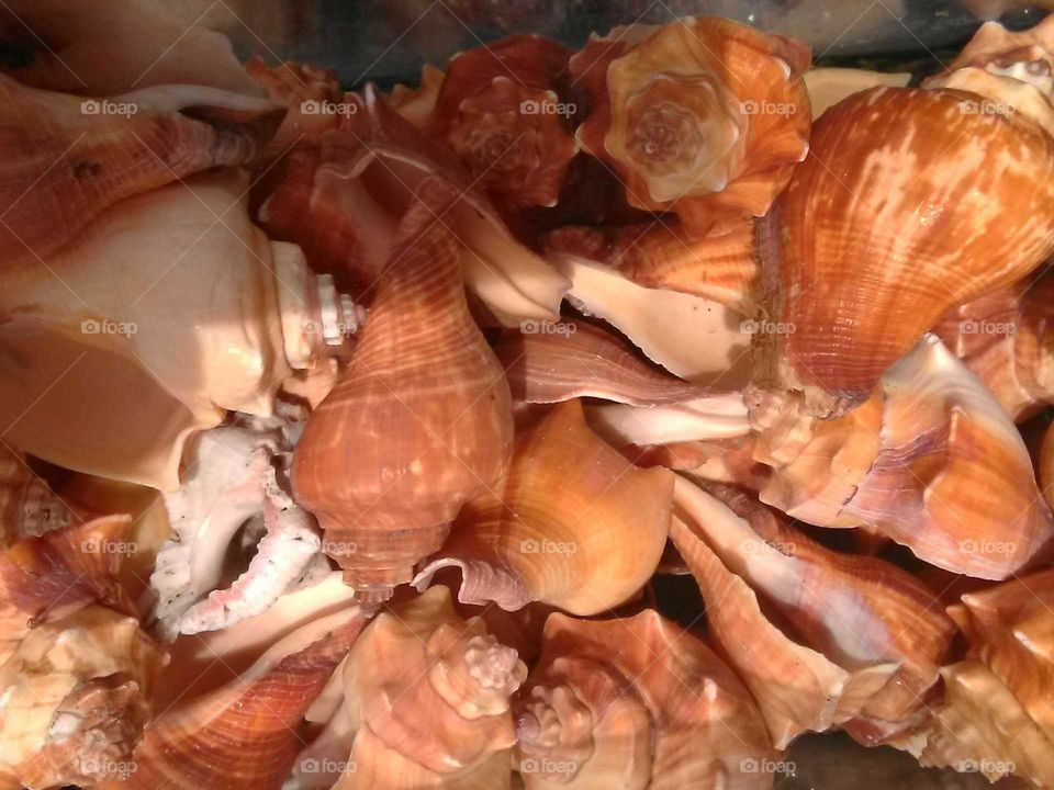 sea shells