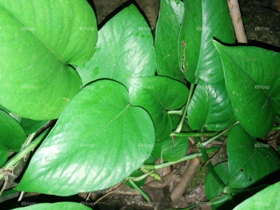 flowers leaf