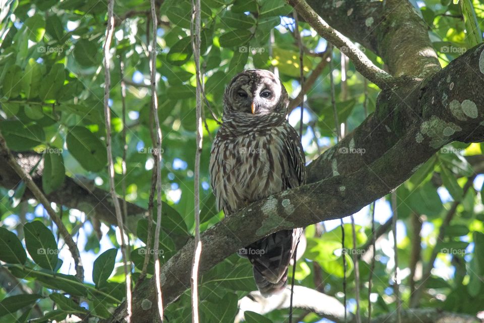 Barred Owl