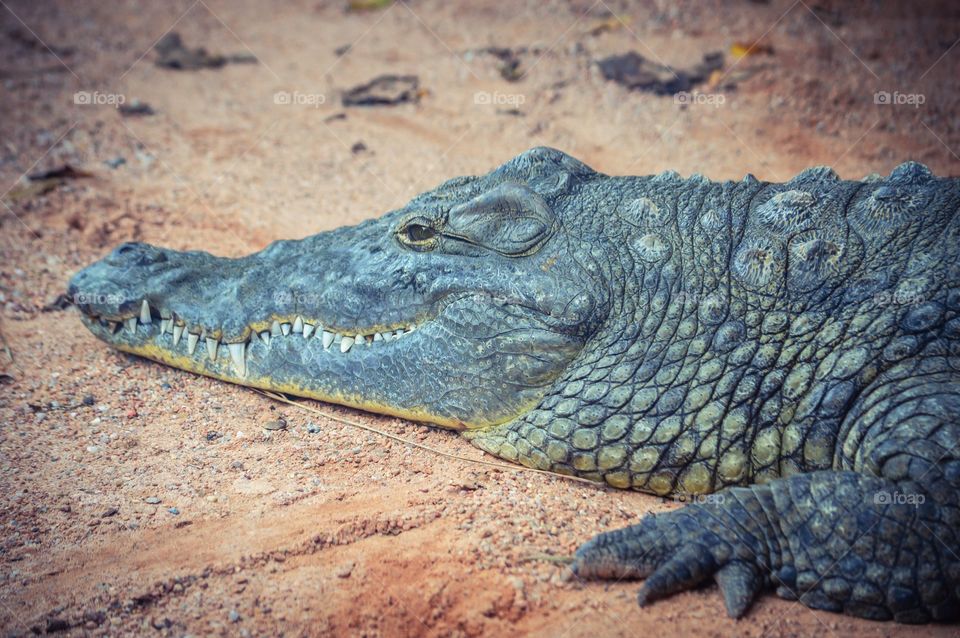 Close-up of a crocodile