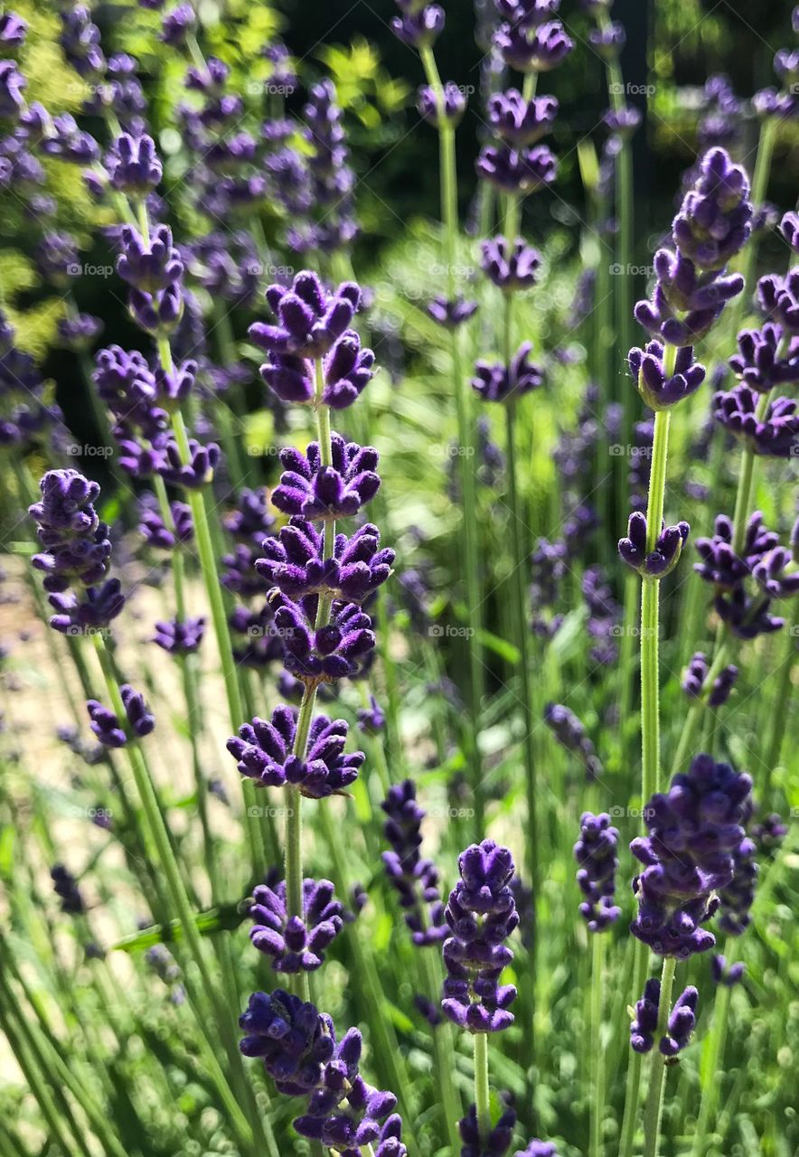 Lavendel 