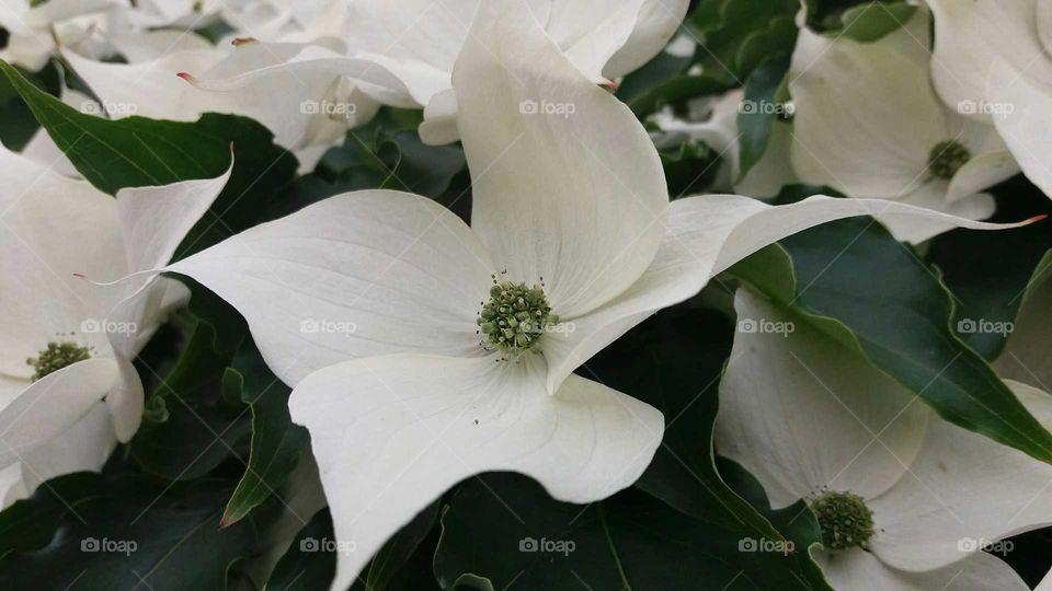 white symmetrical flowers