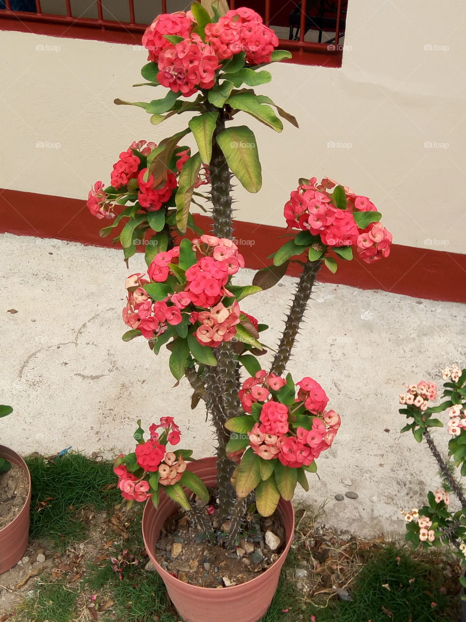 Flower, Flora, Decoration, Garden, Pot