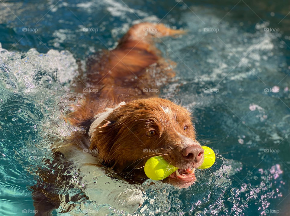 Brown and white border collie splashing in a swimming pool 