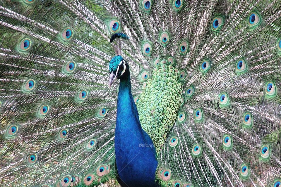 Portrait of a male Peacock with its plume fanned out behind him