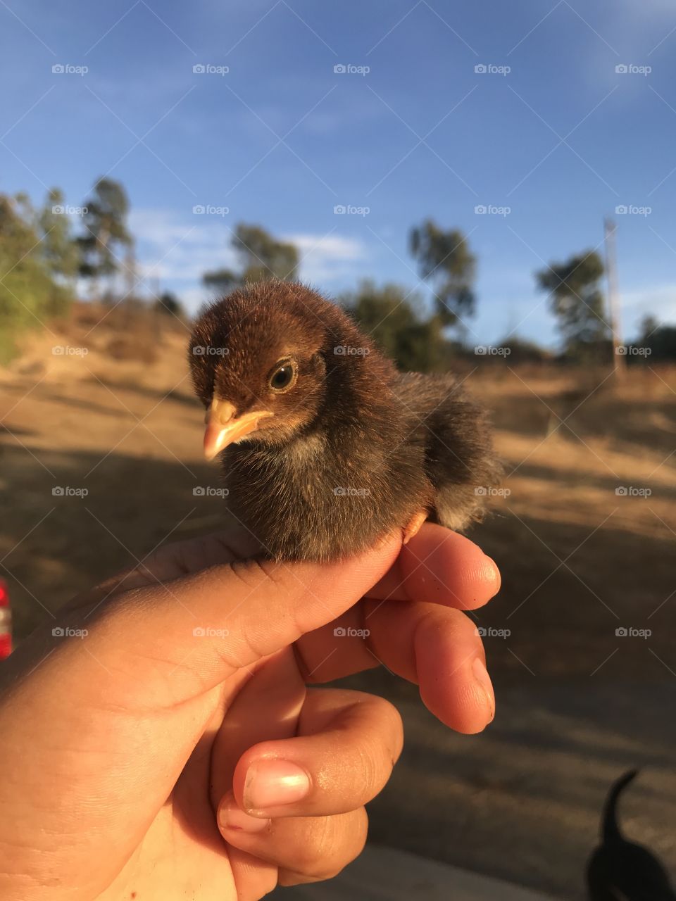 Baby chick 