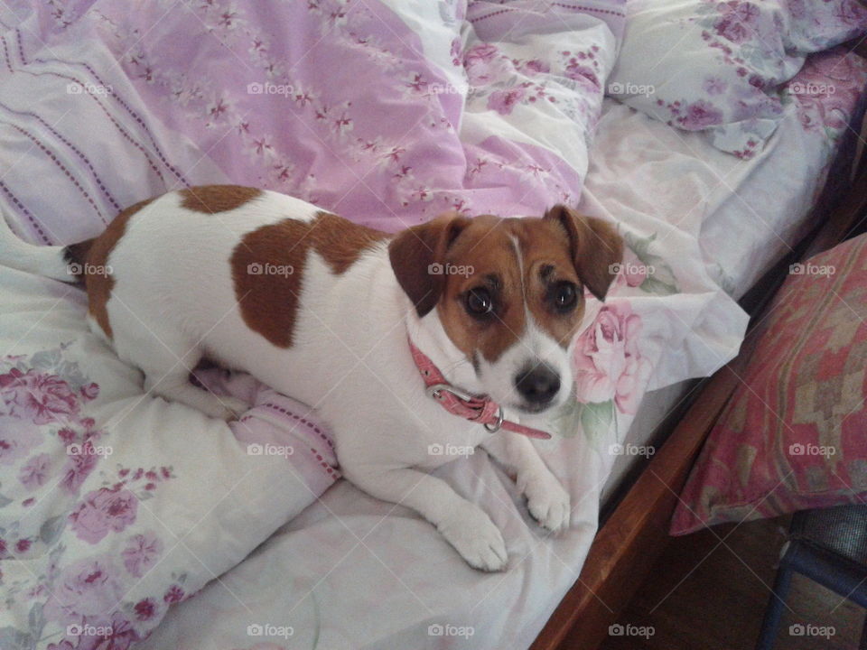 Adorable Jack Russell "Ruby"