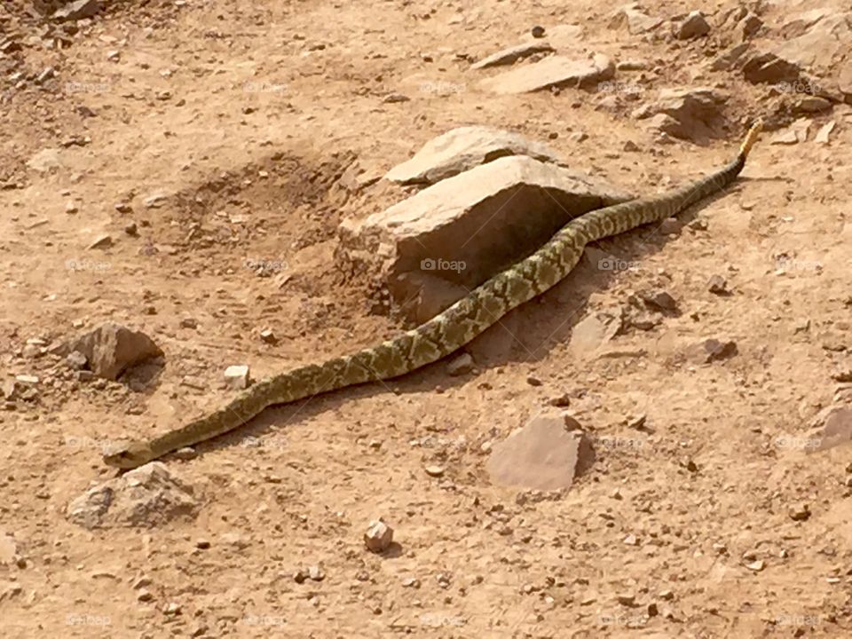 Black-Tailed Rattlesnake. Crossing the trail...