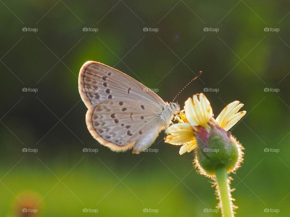 butterfly & flowers