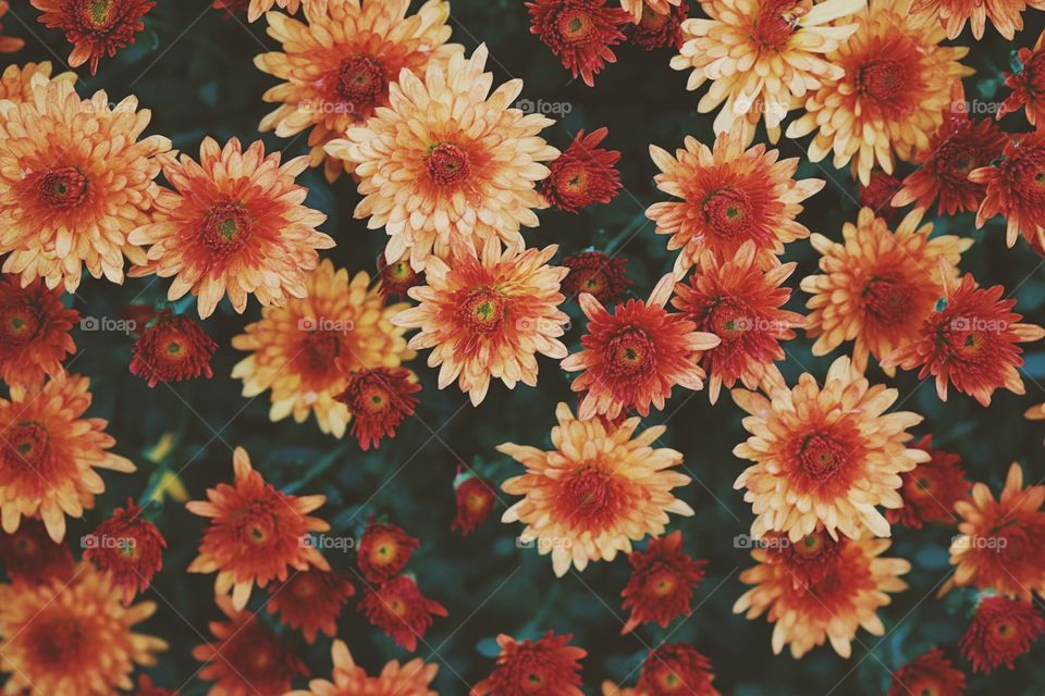 Burnt Orange Flowers, Flowers In Autumn, Fall Colors In Flowers, Beautiful Colorful Fall Time Flowers, Mums In The Fall Time 