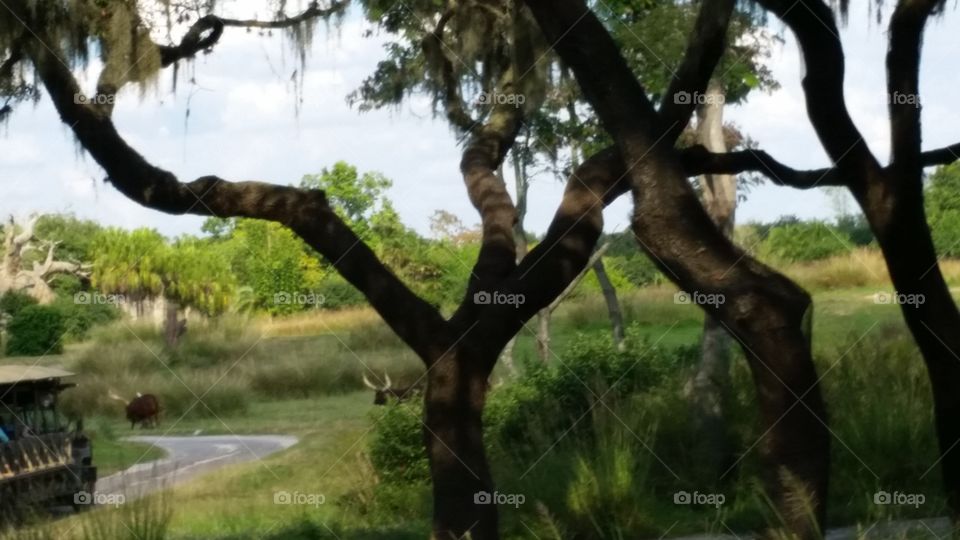 Tree, Nature, No Person, Landscape, Wood