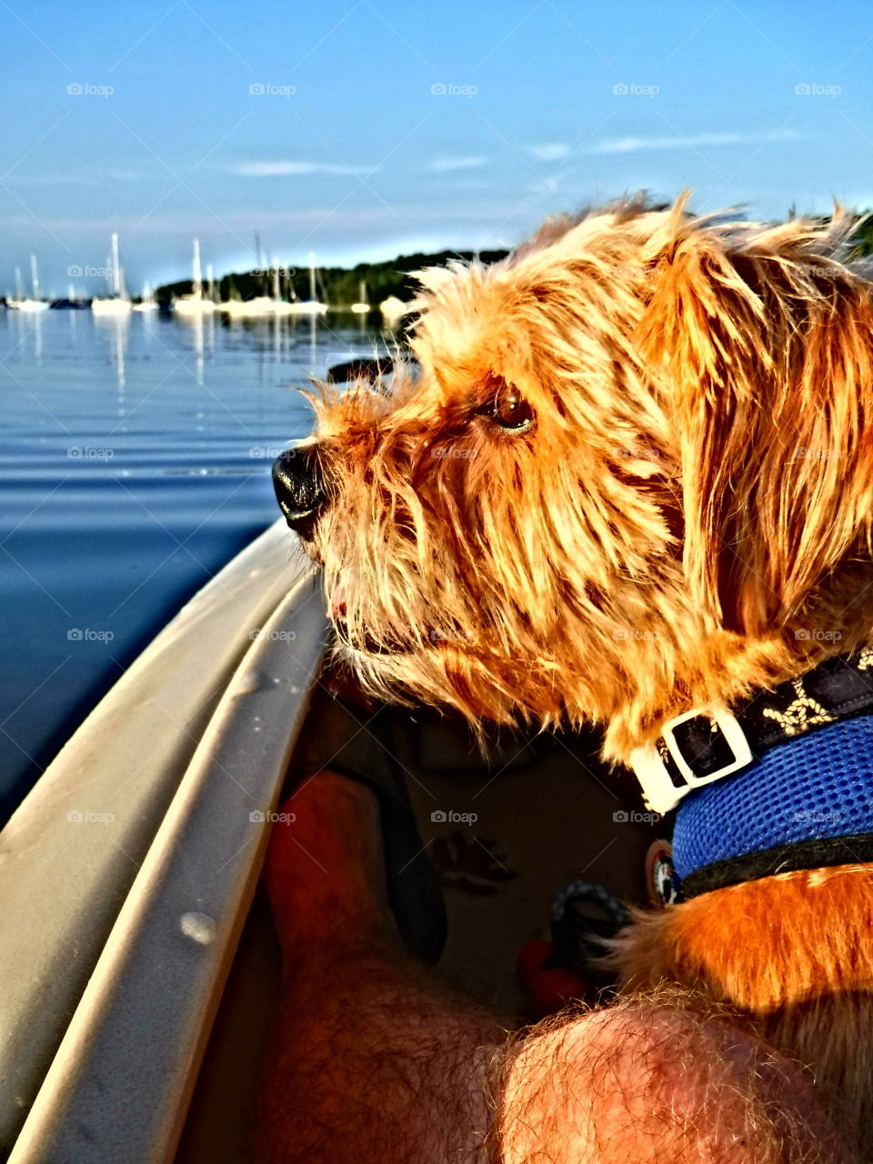 Dog taking a trip in a kayak